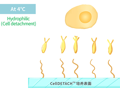 4℃時，溫敏聚合物涂層為高分子伸直狀態(tài)，表現(xiàn)為親水性，利于貼壁細(xì)胞的脫落