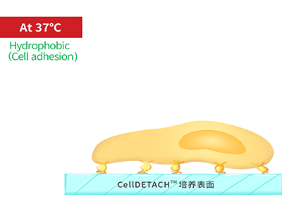 37℃時，溫敏聚合物涂層為高分子卷縮狀態(tài)，表現(xiàn)為輕度疏水性，更有利于細(xì)胞的貼附