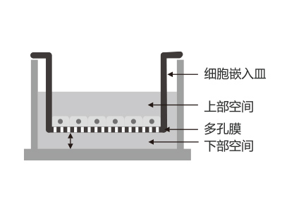 懸掛式設計，嵌入皿移細胞嵌入皿移動時單層細胞不受影響上部空間 ，還能防止培養(yǎng)液通過中毛細作用流失